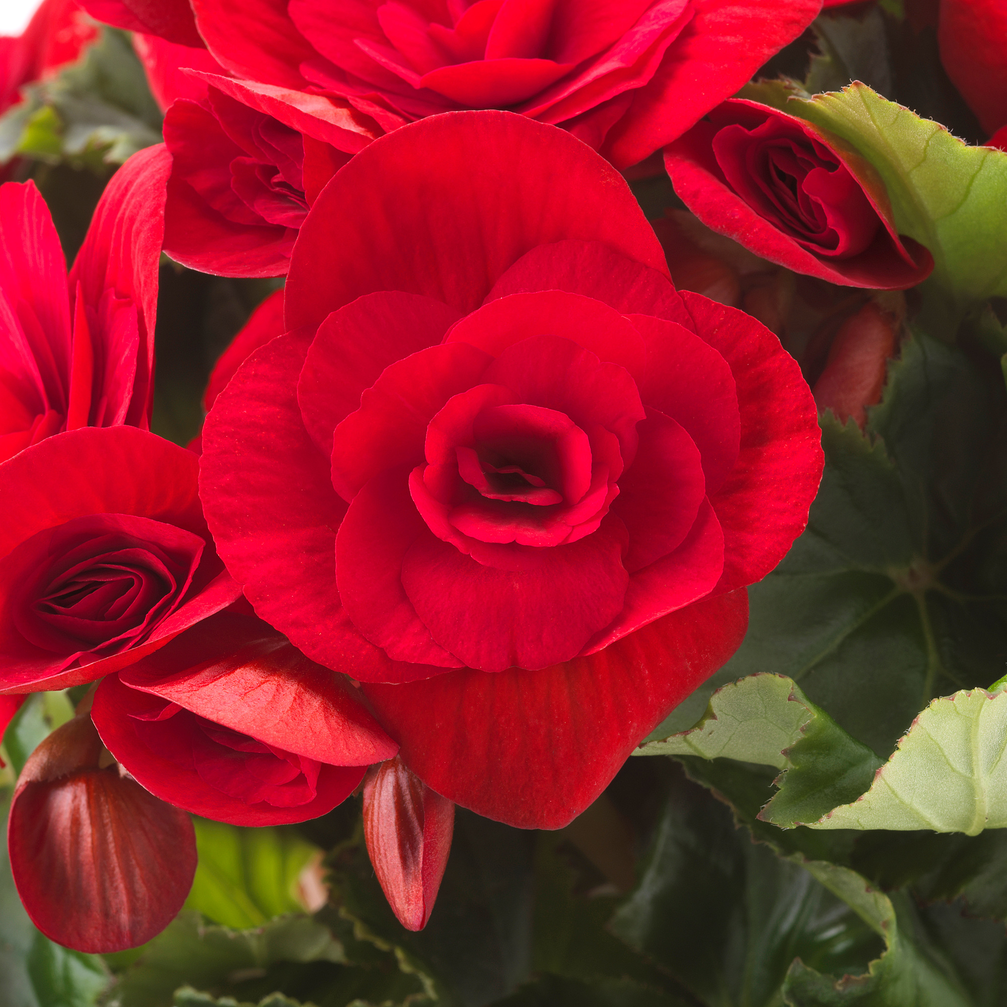 BEGONIA potted plant