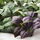 FEJKA - 人造植物, 上牆式/室內/戶外用 綠色/紫色 | IKEA 線上購物 - PE643389_S1