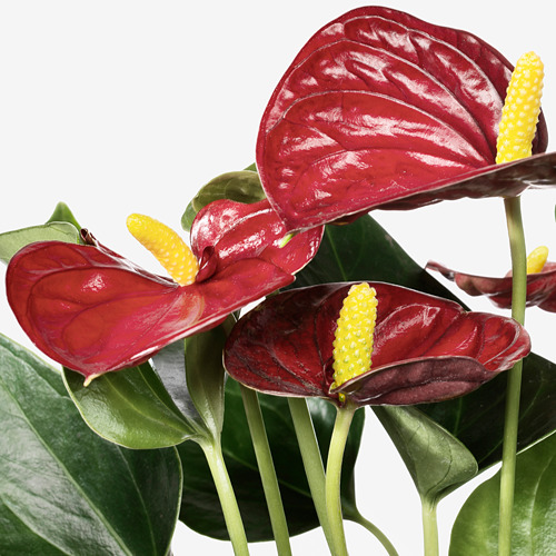 ANTHURIUM ANDREANUM 盆栽活植物