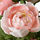 FEJKA - 人造盆栽, 室內/戶外用/毛茛 粉紅色 | IKEA 線上購物 - PE686799_S1