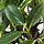 FEJKA - 人造盆栽, 室內/戶外用/Weeping fig 花梗 | IKEA 線上購物 - PE686801_S1