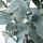 FEJKA - 人造盆栽, 室內/戶外用 尤加利木 | IKEA 線上購物 - PE718058_S1