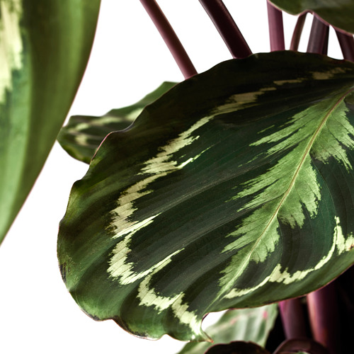 CALATHEA 盆栽活植物