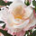FEJKA - 人造盆栽, 室內/戶外用/迷你玫瑰 粉紅色 | IKEA 線上購物 - PE686810_S1
