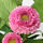 FEJKA - 人造盆栽, 室內/戶外用/雛菊 粉紅色 | IKEA 線上購物 - PE686806_S1