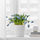MUSKOT - 花盆, 白色, 直徑12 | IKEA 線上購物 - PE697494_S1