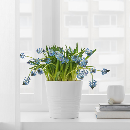 MUSKOT - 花盆, 白色, 直徑12 | IKEA 線上購物 - PE697494_S4