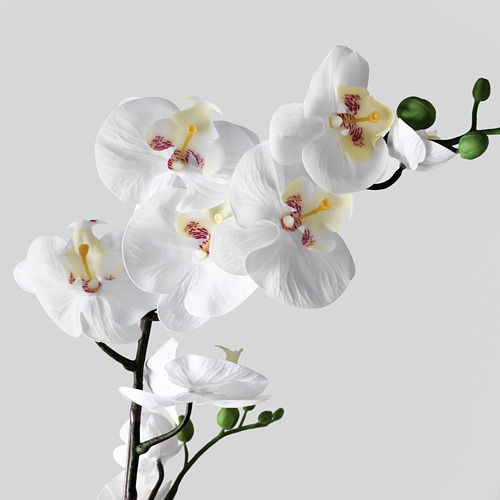 FEJKA - artificial potted plant, Orchid white | IKEA Taiwan Online - PE594510_S4