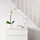 FEJKA - 人造盆栽, 蘭花 白色 | IKEA 線上購物 - PE594660_S1