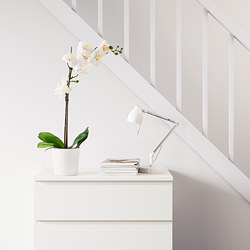 FEJKA - artificial potted plant, Orchid white | IKEA Taiwan Online - PE745276_S3