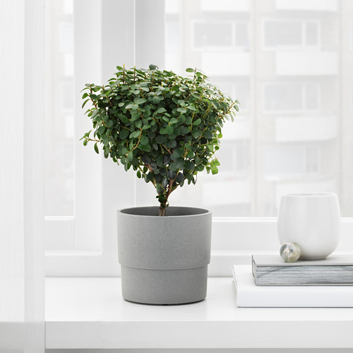 NYPON - plant pot, in/outdoor grey | IKEA Taiwan Online - PE700328_S4