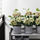 FEJKA - 人造盆栽, 室內/戶外用/繡球花 綠色 | IKEA 線上購物 - PE717268_S1