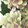 FEJKA - 人造盆栽, 室內/戶外用/繡球花 綠色 | IKEA 線上購物 - PE717270_S1