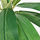 FEJKA - 人造盆栽, 室內/戶外用 棕櫚 | IKEA 線上購物 - PE686832_S1