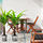 FEJKA - 人造盆栽, 室內/戶外用 棕櫚 | IKEA 線上購物 - PE689305_S1