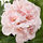 FEJKA - 人造盆栽, 室內/戶外用/天竺葵 粉紅色 | IKEA 線上購物 - PE686830_S1