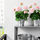 FEJKA - 人造盆栽, 室內/戶外用/天竺葵 粉紅色 | IKEA 線上購物 - PE687856_S1