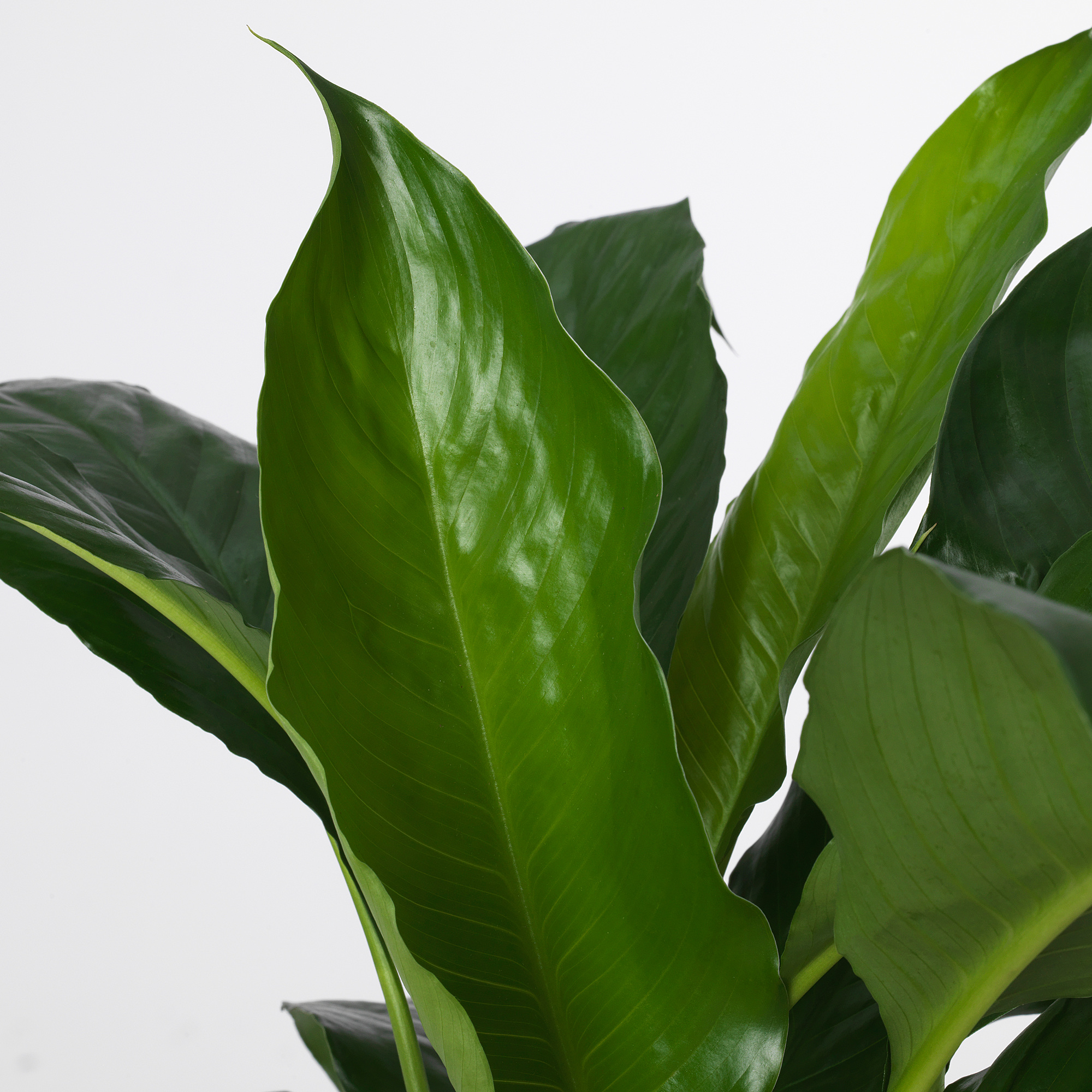 SPATHIPHYLLUM 盆栽活植物