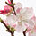 SMYCKA - 人造花, 櫻花/粉紅色 | IKEA 線上購物 - PE685253_S1