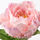 SMYCKA - artificial flower, Peony/pink | IKEA Taiwan Online - PE685420_S1