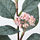 SMYCKA - 人造花, 尤加利木/粉紅色 | IKEA 線上購物 - PE685441_S1