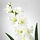 SMYCKA - 人造花, 劍蘭/白色 | IKEA 線上購物 - PE595317_S1