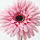 SMYCKA - 人造花, 波斯菊/粉紅色 | IKEA 線上購物 - PE685480_S1