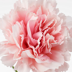 SMYCKA - 人造花, 尤加利木/粉紅色 | IKEA 線上購物 - PE685430_S3