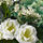 SMYCKA - 人造花束, 白色 | IKEA 線上購物 - PE685250_S1