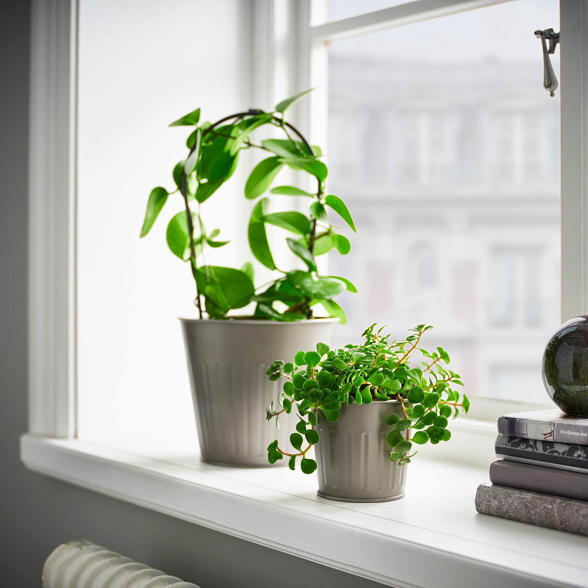 CITRONMELISS plant pot