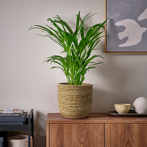 SANDÖDLA 花盆
