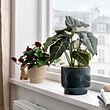HONUNGSPALM plant pot