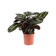 CALATHEA potted plant