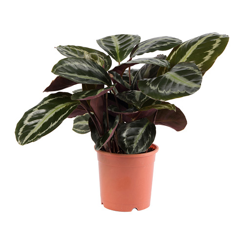 CALATHEA 盆栽活植物