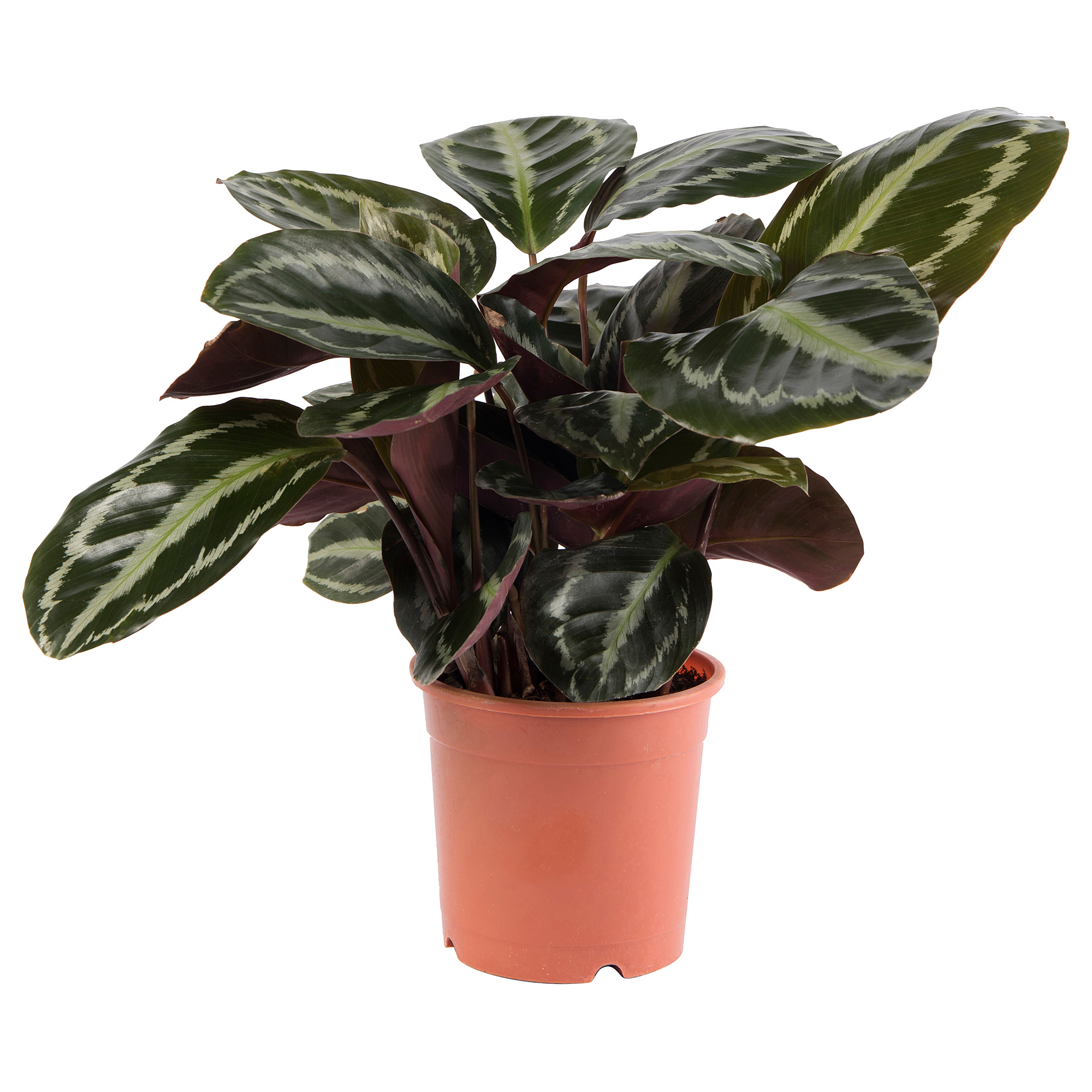 CALATHEA 盆栽活植物