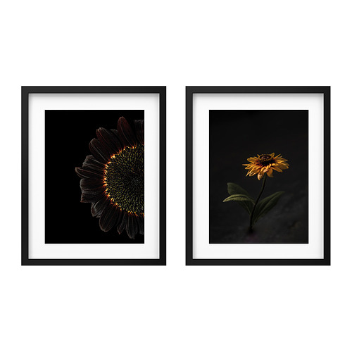 RÖDALM - frame with poster, sunflowers, 40x50 cm | IKEA Taiwan Online - PE940106_S4