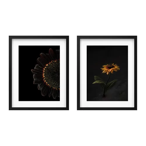 RÖDALM - 附框海報, 向日葵, 40x50 公分 | IKEA 線上購物 - PE940106_S4