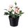 FEJKA - 人造盆栽, 室內/戶外用/迷你玫瑰 粉紅色 | IKEA 線上購物 - PE686803_S1
