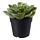 FEJKA - 人造盆栽, 室內/戶外用 多肉植物 | IKEA 線上購物 - PE686827_S1