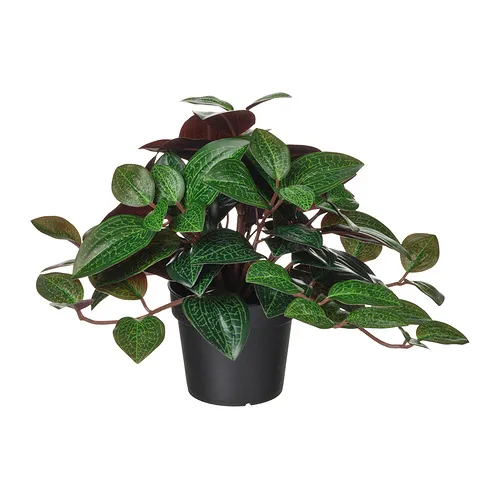 FEJKA - artificial potted plant, in/outdoor Jewel orchid, 9 cm | IKEA Taiwan Online - PE976187_S4