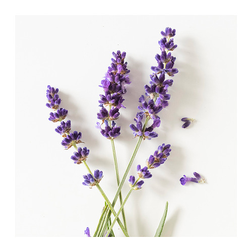 HÄRMHÖK 薰衣草香包