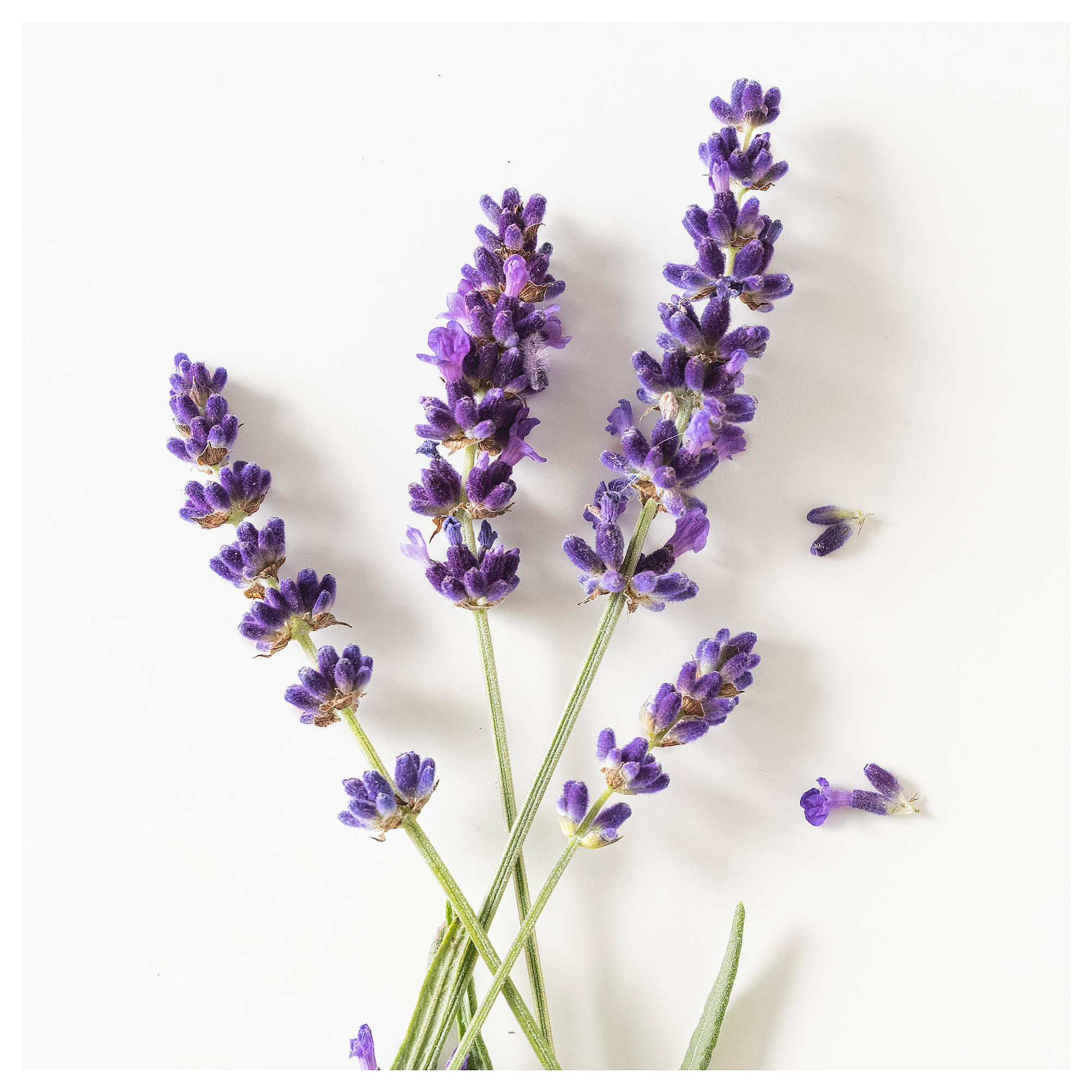 HÄRMHÖK 薰衣草香包