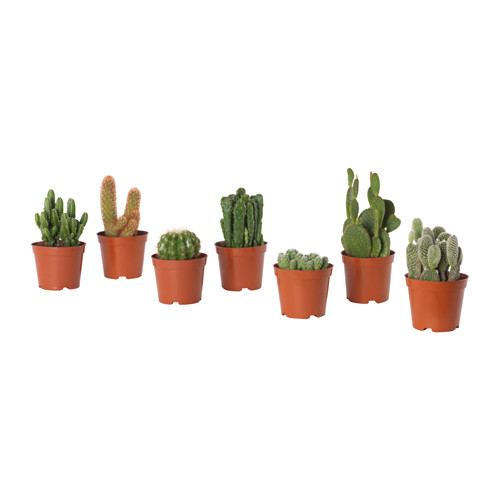 CACTACEAE 盆栽活植物