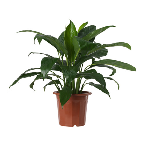 SPATHIPHYLLUM potted plant