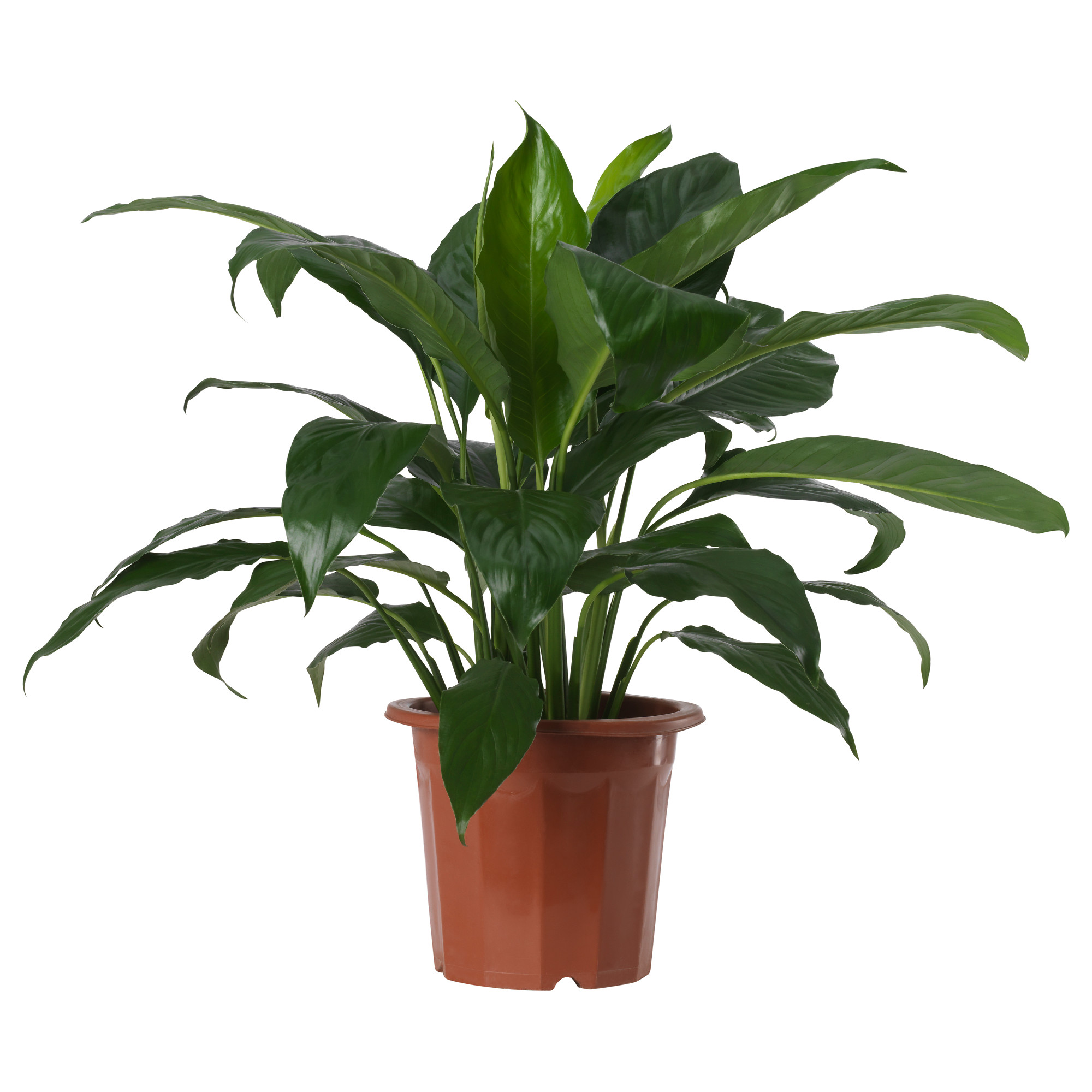 SPATHIPHYLLUM potted plant