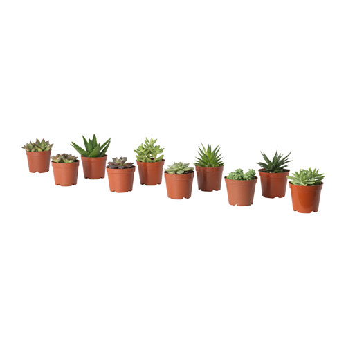 SUCCULENT potted plant