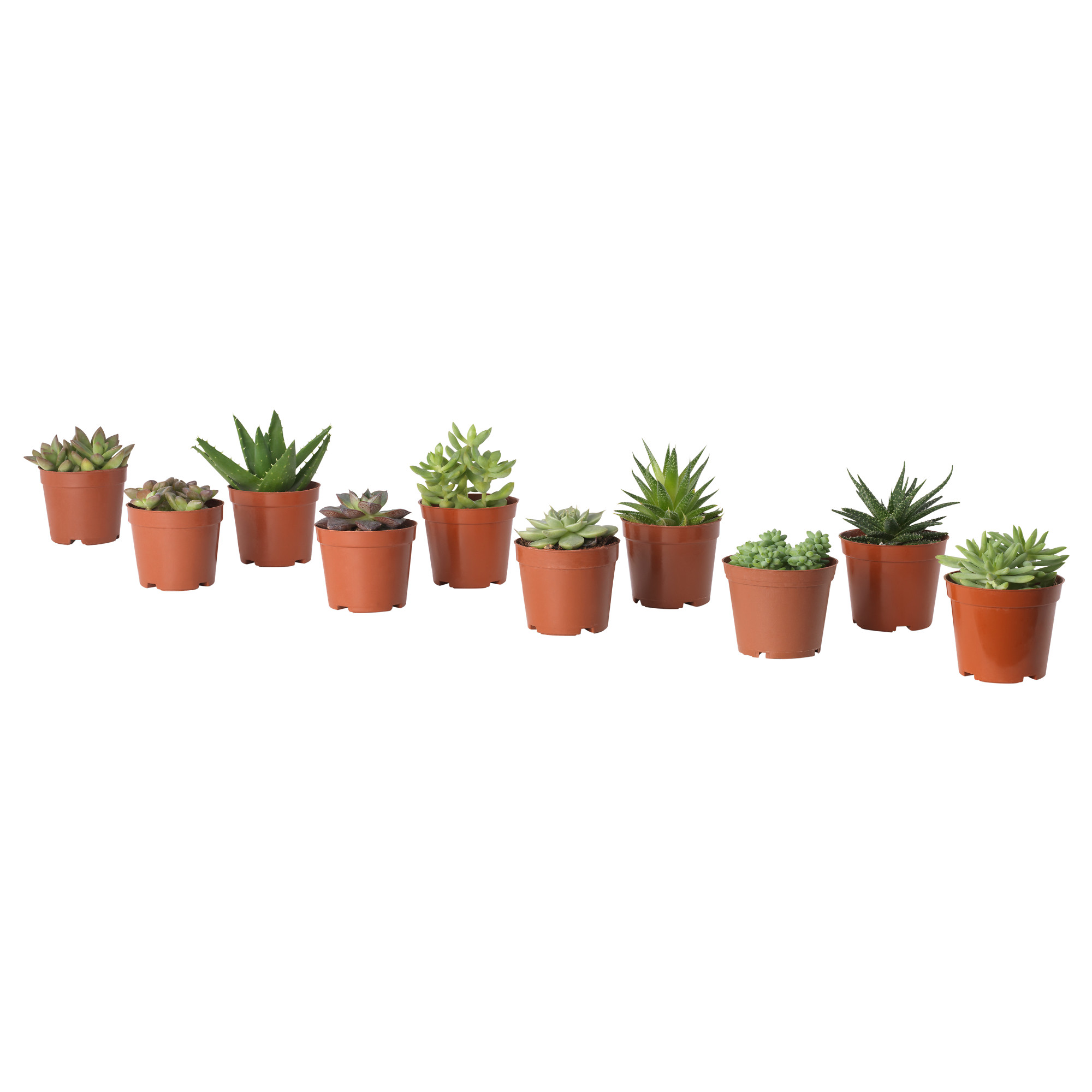 SUCCULENT potted plant