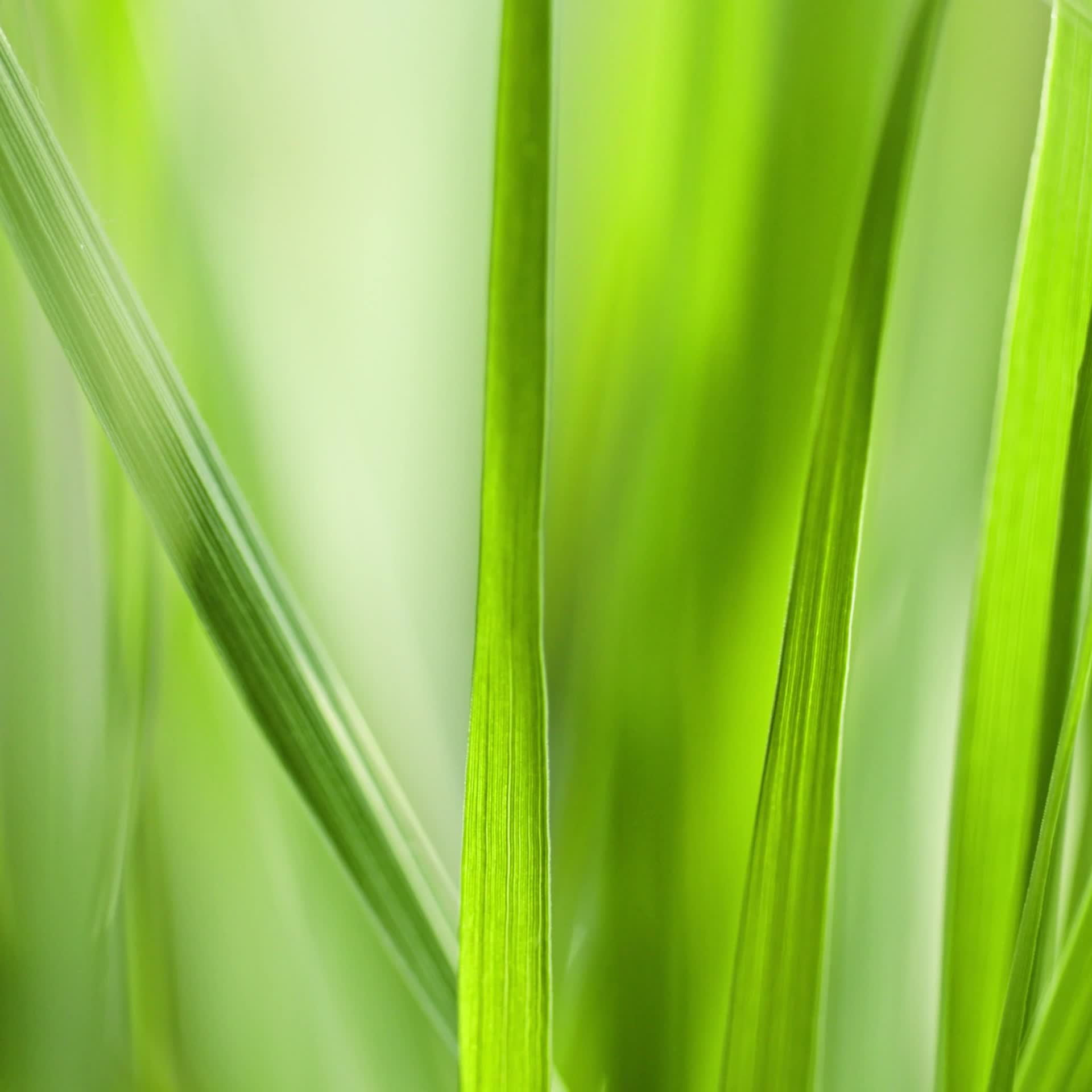 HEDERSAM Scented potpourri, Fresh grass/light green, 3 oz - IKEA