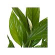 SPATHIPHYLLUM 盆栽活植物