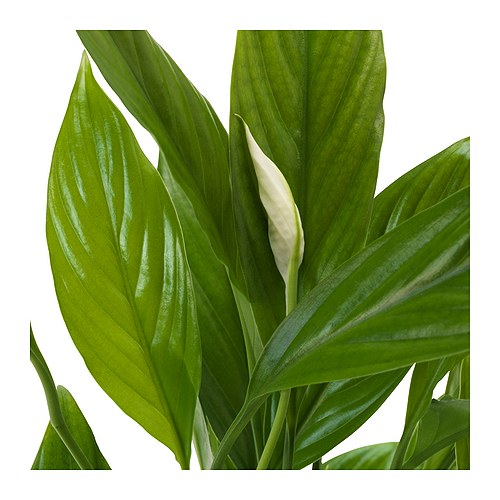 SPATHIPHYLLUM 盆栽活植物